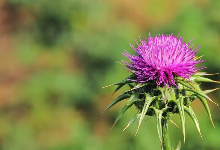 Које болести могу да се Силимарин користи за лечење?